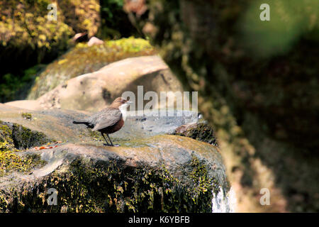 Un tuffatore con gola bianca, Cinclus cinclus, che riposa su una roccia nel suo habitat naturale vicino all'acqua corrente nei Brecon Beacons, Galles Foto Stock