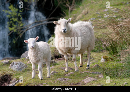 Due le pecore di montagna, una pecora e un agnello in piedi su un prato di fronte ad una cascata nel Parco Nazionale di Brecon Beacons, Wales.Si tratta di un terreno comune Foto Stock