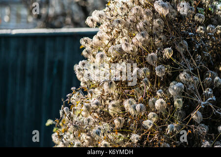 La brina sulle teste di seme di una golden clematis (Clematis tangutica) Foto Stock