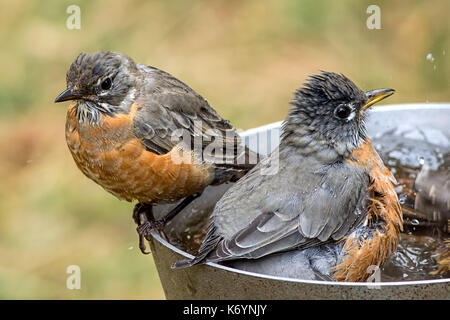 Un paio di american robins in un uccello bagno insieme. Foto Stock