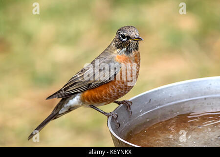 Un americano robin è arroccato su un fianco di un uccello vasca da bagno. Foto Stock