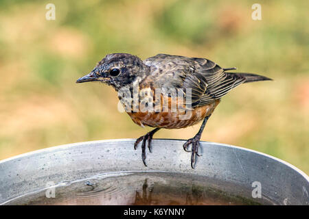 Un teenager American robin è arroccato su un fianco di un uccello vasca da bagno. Foto Stock