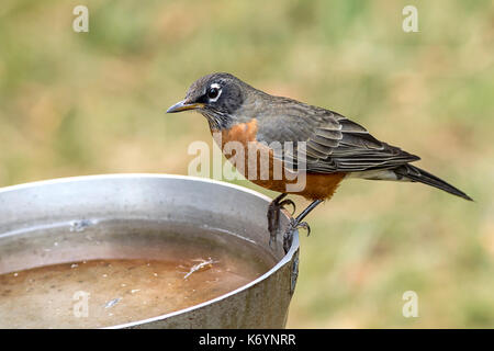 Un americano robin è arroccato su un fianco di un uccello vasca da bagno. Foto Stock