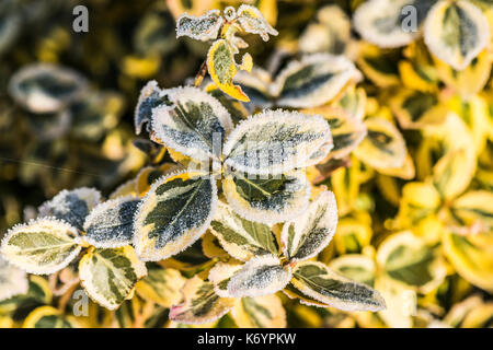 La brina sulle foglie di un euonymus fortunei 'Emerald 'n' GOLD' Foto Stock