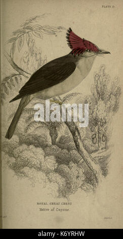 Flycatchers (10158936545) Foto Stock