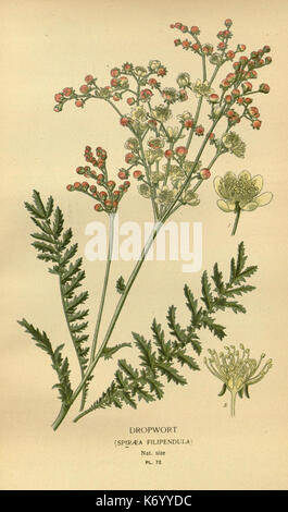 Fiori preferiti del giardino e la serra (Pl. 72) (7789125568) Foto Stock