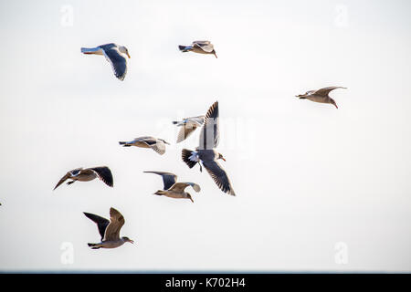 Gabbiani in volo Foto Stock