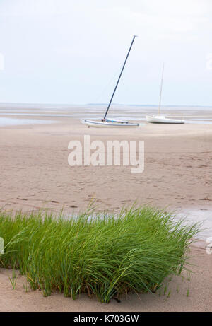 Barche a vela a terra in sabbia a bassa marea con piante fanerogame in primo piano. Eastham, Massachusetts, Cape Cod, STATI UNITI D'AMERICA. Foto Stock