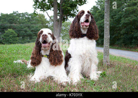 Due marrone e bianco spaniel cani sedersi fuori insieme in erba Foto Stock