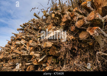 Gran mucchio di storm-alberi danneggiati - Francia. Foto Stock