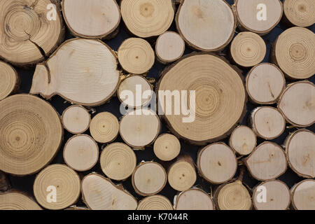 Vista del taglio di alberi / concetto di design interno o taglio di alberi Foto Stock