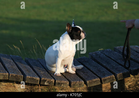 Bianco e Nero bulldog francese su una passeggiata Foto Stock