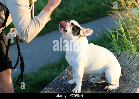 Bianco e Nero bulldog francese leccare le labbra mentre guardando un trattamento in mano dei proprietari Foto Stock