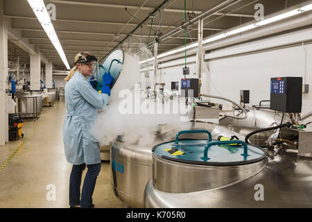 Fort Collins, Colorado - amy gurza, una scienza biologica tecnico, apre un serbatoio di azoto liquido che memorizza le sementi e altri germoplasma a -320 gradi Foto Stock