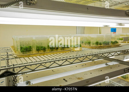 Fort Collins, Colorado - walk-in germinator al laboratorio nazionale per le risorse genetiche di conservazione, una unità del dipartimento dell'agricoltura. ri Foto Stock