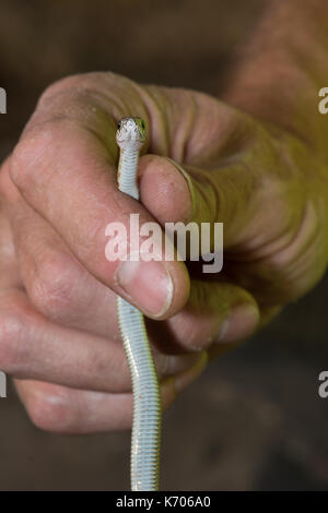 Est a becco giallo racer (Coluber constrictor flaviventris) da Jefferson county, Colorado, Stati Uniti d'America. Foto Stock