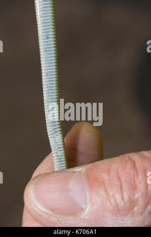 Est a becco giallo racer (Coluber constrictor flaviventris) da Jefferson county, Colorado, Stati Uniti d'America. Foto Stock