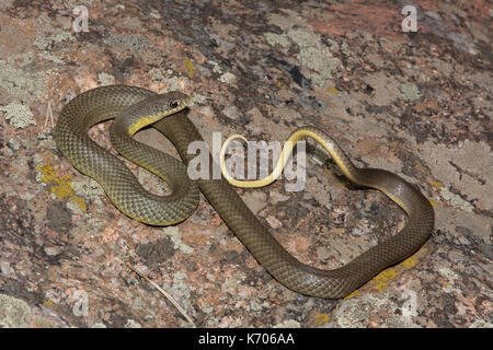 Est a becco giallo racer (Coluber constrictor flaviventris) da Jefferson county, Colorado, Stati Uniti d'America. Foto Stock