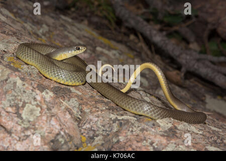 Est a becco giallo racer (Coluber constrictor flaviventris) da Jefferson county, Colorado, Stati Uniti d'America. Foto Stock