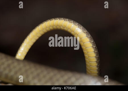 Est a becco giallo racer (Coluber constrictor flaviventris) da Jefferson county, Colorado, Stati Uniti d'America. Foto Stock