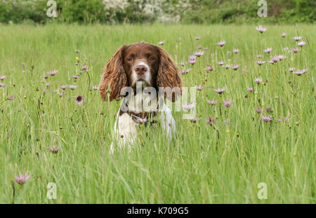 Un dolce cane spagnolo Springer inglese (Canis lupus familiaris) in un campo di fiori selvatici. Foto Stock
