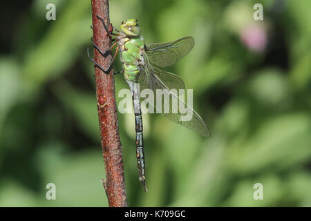 Un imperatore Dragonfly (Anax imperator) appena emerso appollaiato su una pianta. Foto Stock