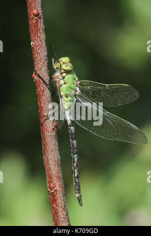Un imperatore Dragonfly (Anax imperator) appena emerso appollaiato su una pianta. Foto Stock