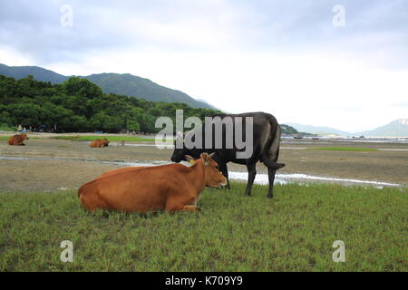 Stray mucca in hong kong Lantau Island Foto Stock