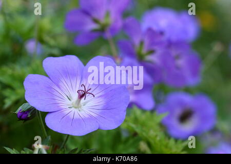 Geranium Wallichianum 'Buxton è blu, chiamato anche Buxton la varietà, una viola-blu perenne con centro bianco, che fiorisce in un giardino inglese border REGNO UNITO Foto Stock