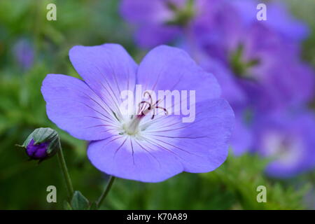 Geranium Wallichianum 'Buxton è blu, chiamato anche Buxton la varietà, una viola-blu perenne con centro bianco, che fiorisce in un giardino inglese border REGNO UNITO Foto Stock