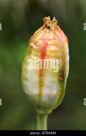 Seedhead di Sprenger di Tulip (Tulipa sprengeri), maturazione in un giardino inglese in estate Foto Stock