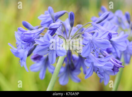 African Bluebell (Agapanthus Campanulatus) chiamato anche Giglio africano, fioritura in un giardino inglese confine in estate Foto Stock