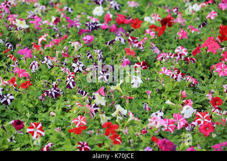 La petunia fiore di un mix di colore fiore in giardino. Foto Stock