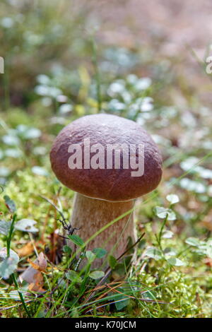 Fungo in un bosco su sfondo verde, Boletus edulis. Foto Stock