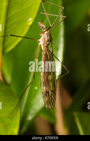 In appoggio con le ali contro il corpo, Tipula confusa è un piccolo ritardo battenti cranefly REGNO UNITO Foto Stock