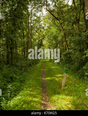 Am Wald, Langeoog. Deutschland. Germania. Una vista guardando giù per un sentiero nel bosco fitto. Pezzata splende la luce del sole attraverso gli alberi sul terreno. Foto Stock