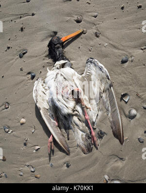 Am Strand, Langeoog. Deutschland. Germania. Un mare morto bird recante sulla spiaggia. Si tratta di mezzo sepolto nella sabbia bagnata circondato da piccole conchiglie di mare lavato fino dalla marea. Foto Stock