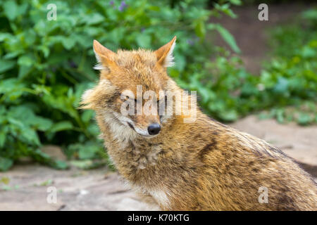 Golden jackal in una calda giornata estiva vagavano per il percorso del giardino nei sobborghi Foto Stock