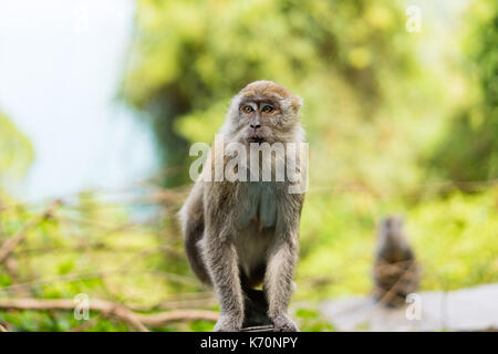 Lunga coda Macaque Foto Stock