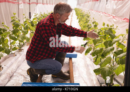 L'uomo la potatura di piante con forbici in serra Foto Stock