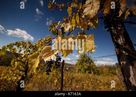 La Serbia, Rogljevo, Serbia grazie a due francesi uno dei vigneti più vecchi di Europa si ravviva con una quindicina di vecchi di secoli di tradizione. Nel XIX secolo il borgo di Rogljevo vino esportato in tutta l'Europa. Nel 1864 pagati in golden Napoleone questo vino serbo viene assegnato in mostre internazionali e veniva servita presso il castello di Versailles, poi più tardi il Titanic. La cantine Rogljevo costruita di pietra sono iscritti sulla lista di eccezionale storico e gli enti culturali di Serbia e sono stati presentati per la iscrizione sul Patrimonio Mondiale UNESCO Foto Stock