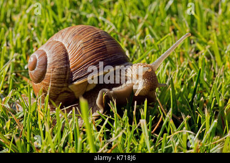 Va a passo di lumaca con bella conchiglia e antenne sporgenti e la testa di strisciare sul prato. estate in Polonia. chiudere, vista orizzontale. Foto Stock