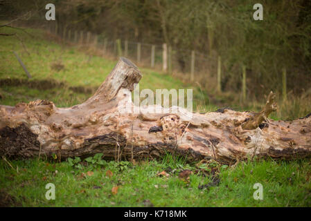 Caduto albero antico in un campo Foto Stock