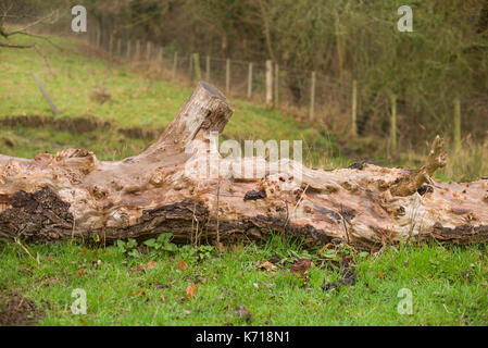 Caduto albero antico in un campo Foto Stock