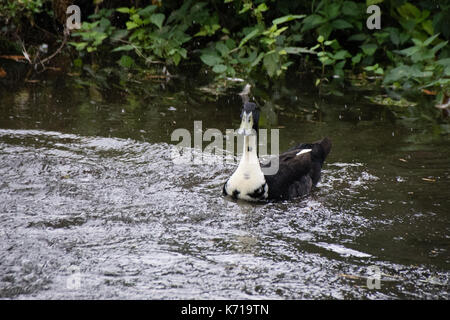 Insolito in bianco e nero Mallard duck talvolta noto come un ibrido o schifoso mallard nuotare nel fiume Lea, Ware Hertfordshire Foto Stock