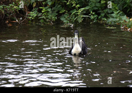 Insolito in bianco e nero Mallard duck talvolta noto come un ibrido o schifoso mallard nuotare nel fiume Lea, Ware Hertfordshire Foto Stock