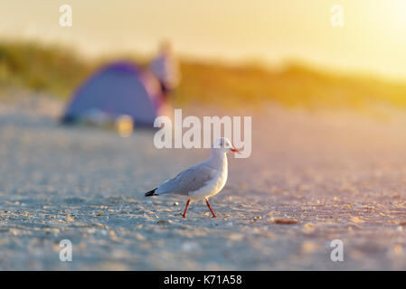 Seagull stando in piedi sulla spiaggia a sunrise. vista ravvicinata di seagull camminando lungo la spiaggia contro la tenda su una spiaggia in background. turismo concep Foto Stock