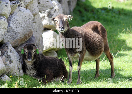 Pecore soay sull isola di hirta Foto Stock