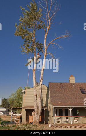 L uomo nella struttura ad albero impostazione per abbattere l'albero morto dalla parte superiore verso il basso Foto Stock