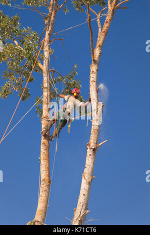 Tagliare l'albero verso il basso a partire dall'alto. le sezioni della struttura (6 - 20 ft.) sono legate off, tagliato e poi abbassata al suolo. Foto Stock